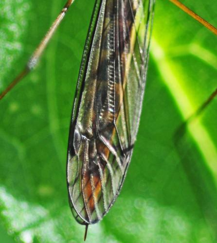 Nephrotoma flavipalpis